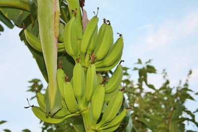 Growing Banana Trees in Virginia