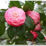 Masterpiece Pink Camellia