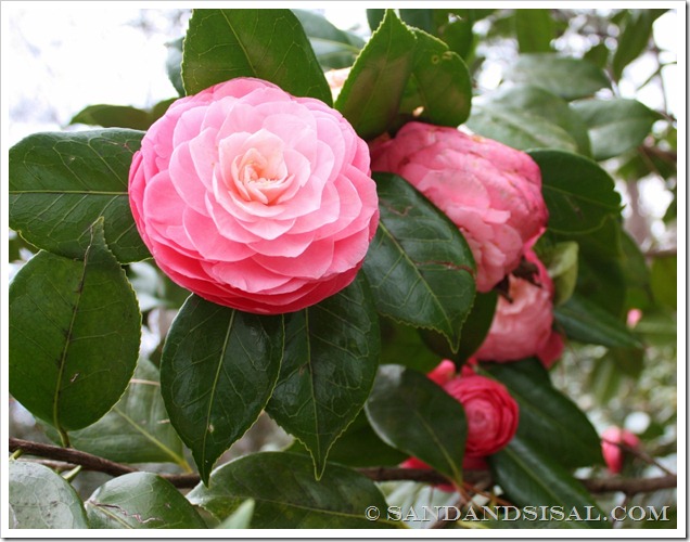 Masterpiece Pink Camellia