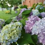 Endless-summer-hydrangea