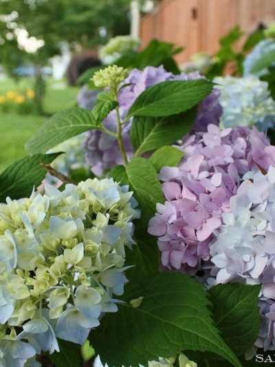 Endless-summer-hydrangea