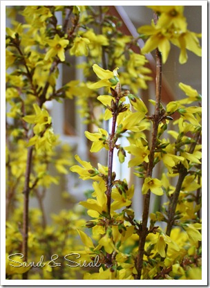 Forcing Forsythia