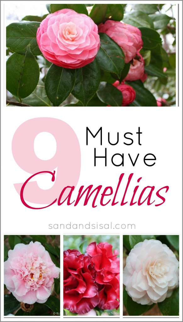 9 Must Have Camellias by Sand and Sisal