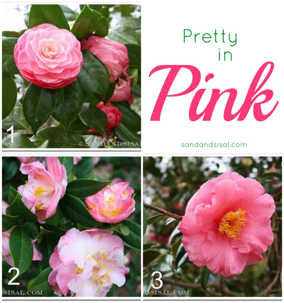 Best Pink Camellias