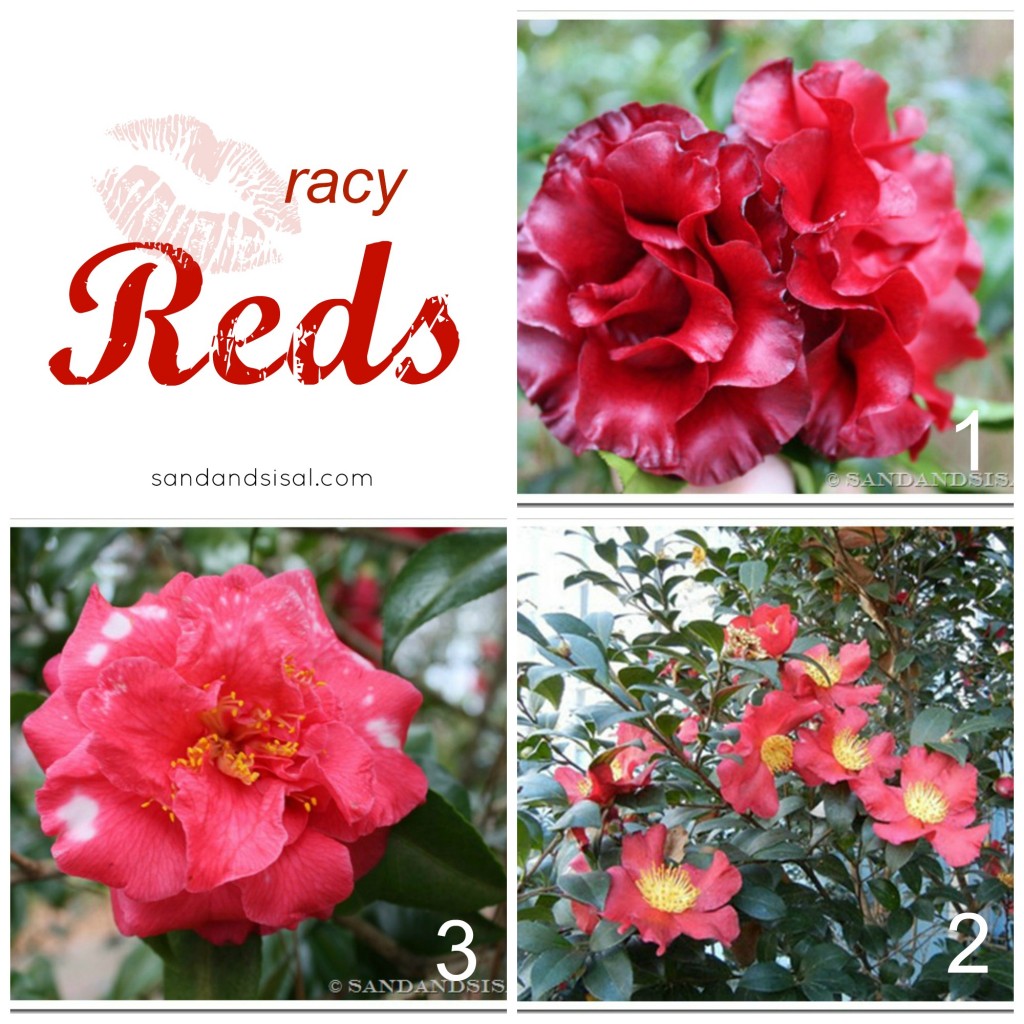 Best Red Camellias