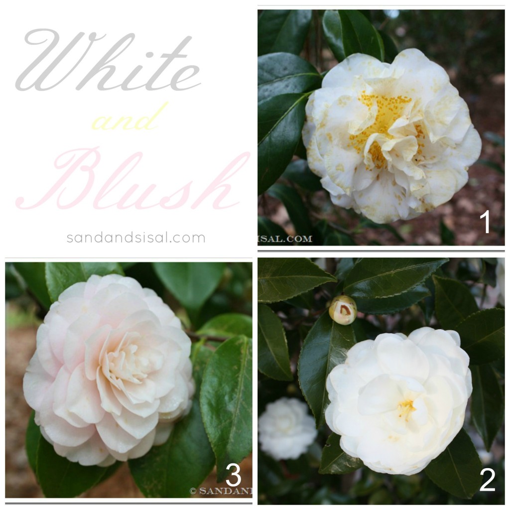 Best White Camellias