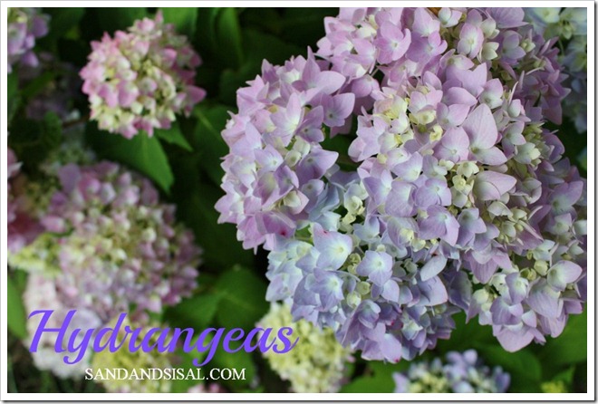 8 Must Have Hydrangeas