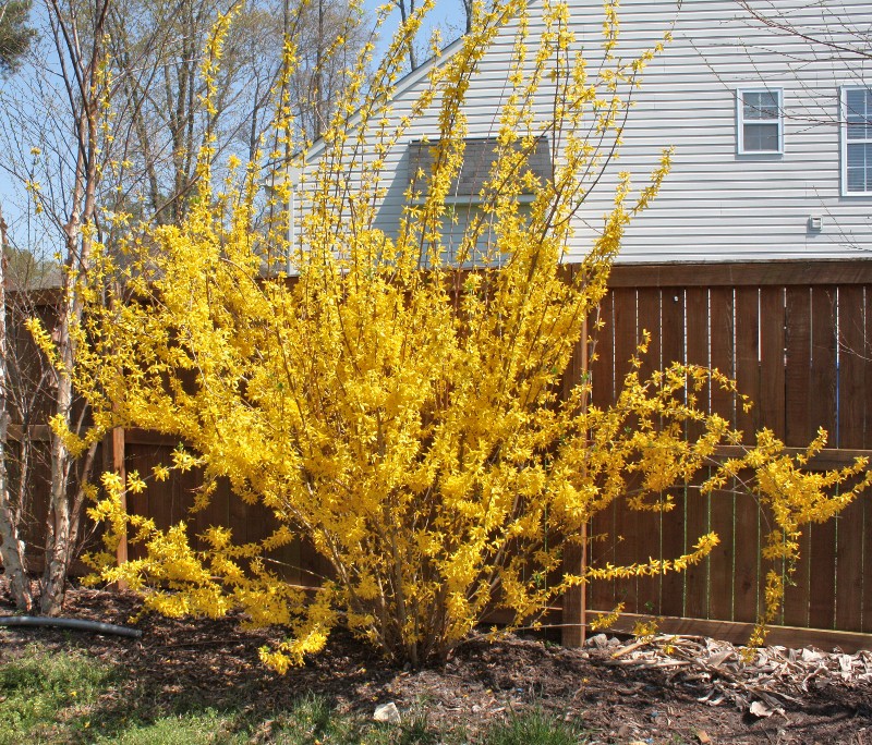 Forsythia bush 