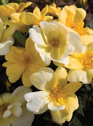 The Sunny Knock out Rose