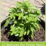 10 Recipes for Fresh Basil