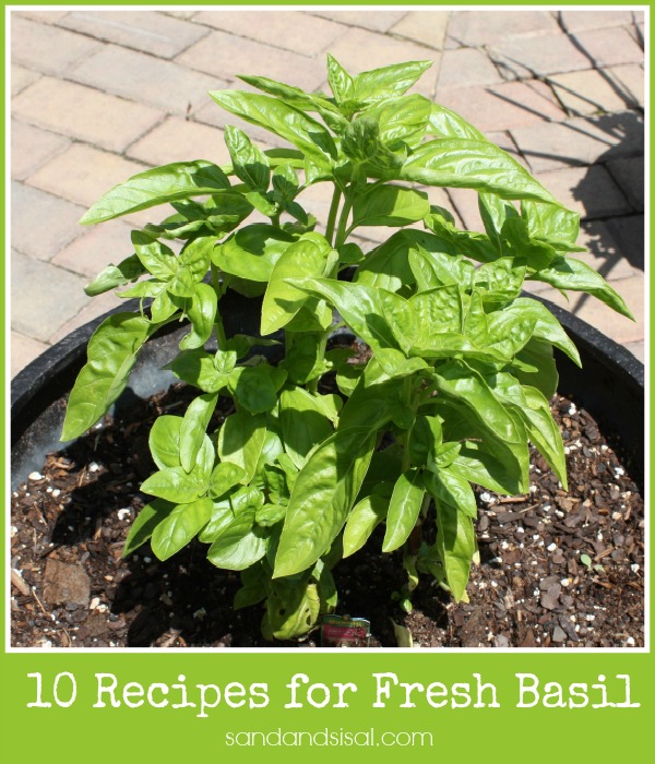 10 Recipes for Fresh Basil