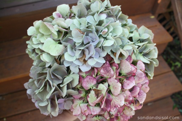 How to Dry Hydrangeas - Sand and Sisal