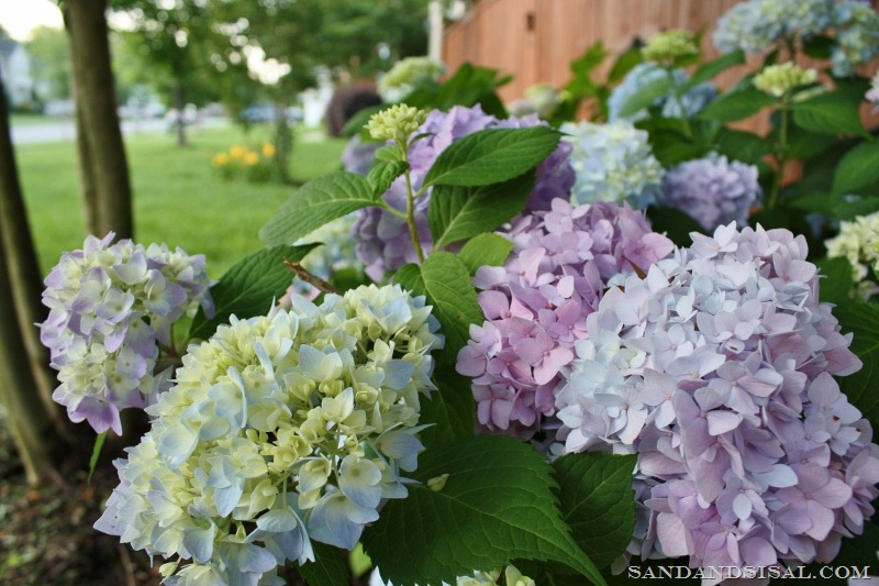 Endless summer hydrangea