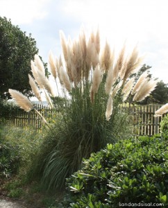 pampas