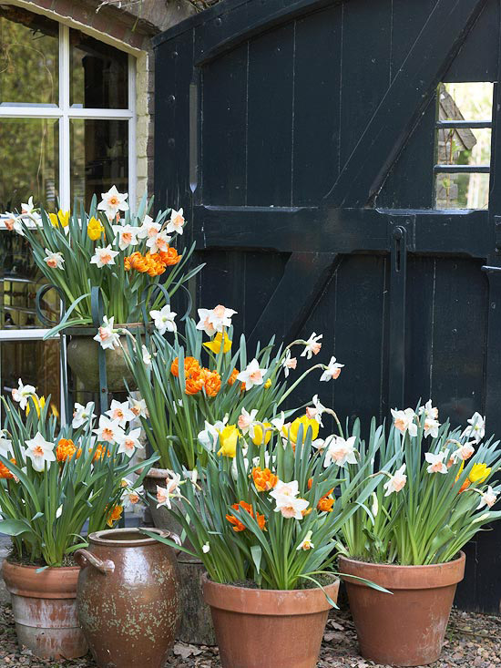 Bulbs in containers