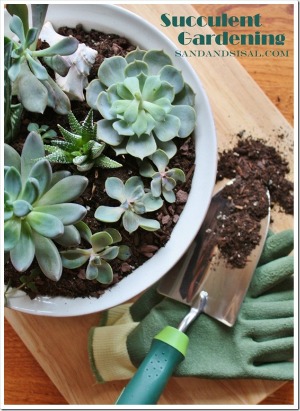 Succulent Gardening