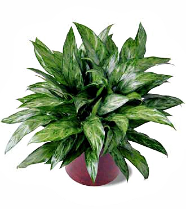 10 Houseplants that Clean the Air - Page 8 of 11 - Sand 