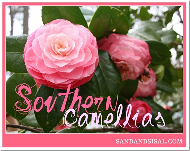 Southern Camellias