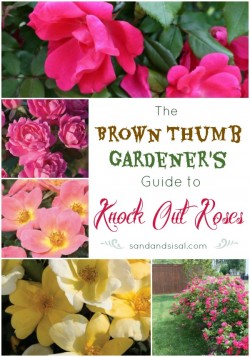 How and When to Prune Knock Out Roses - Sand and Sisal