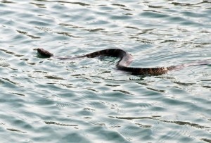 Water moccasin