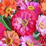 Zinnias