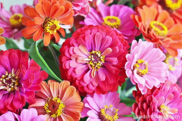 Zinnias