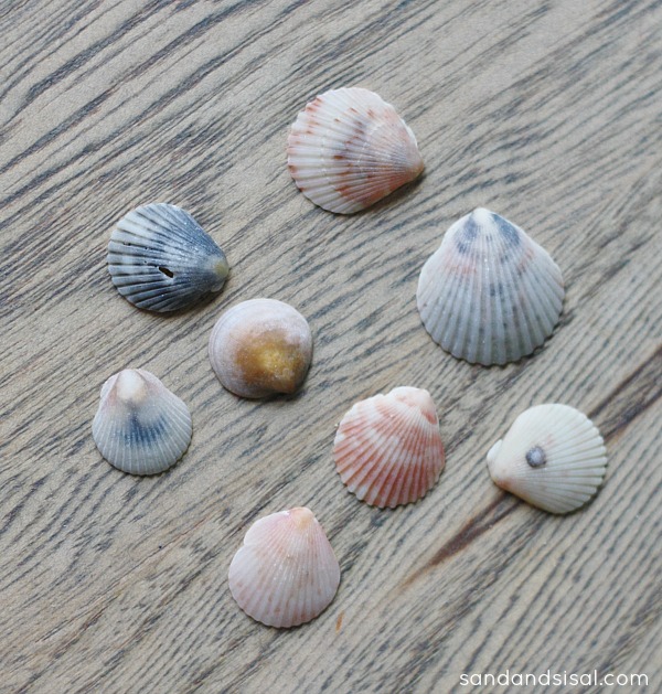 small seashells