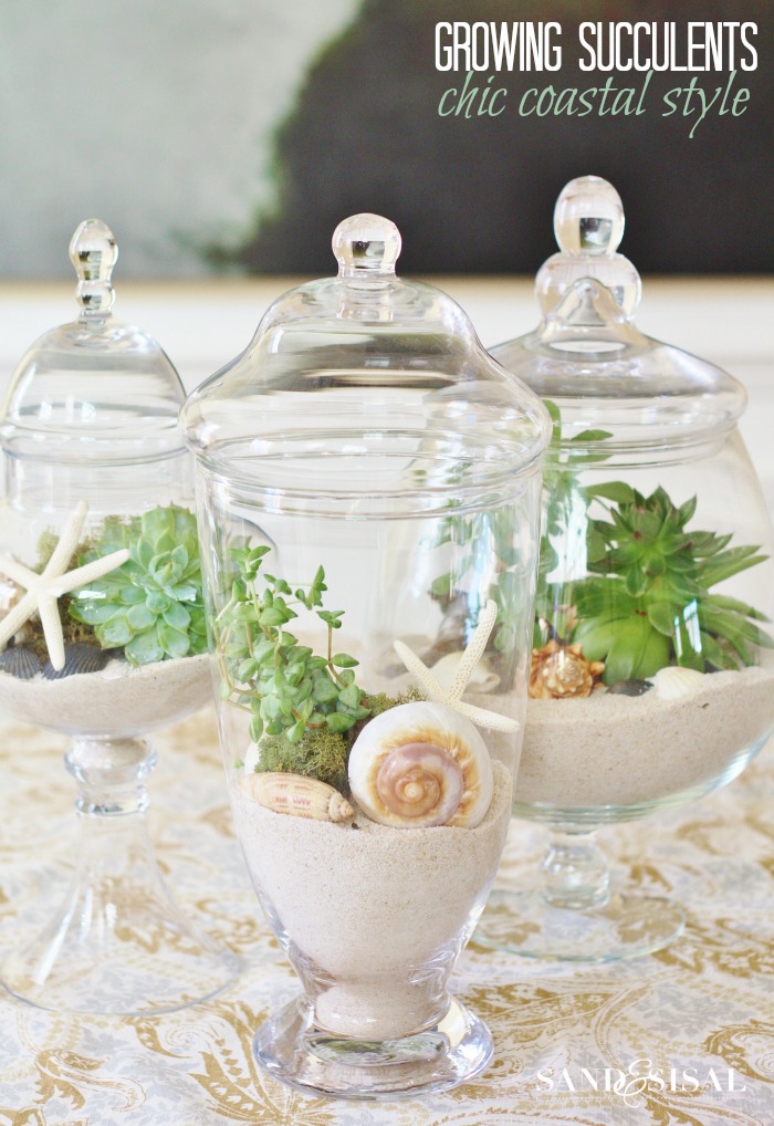 Growing Succulents in Apothercary Jars - Chic Coastal Style