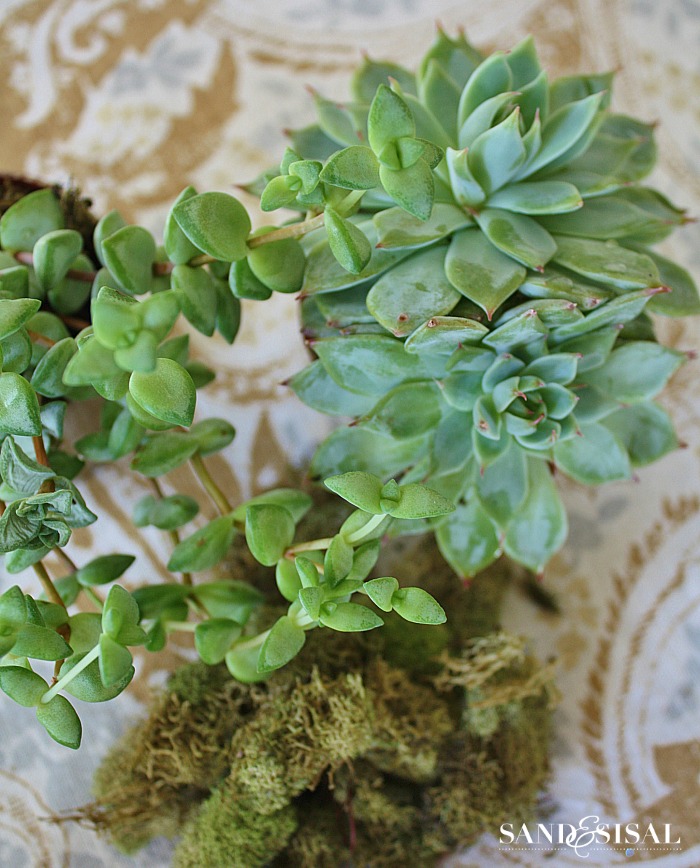 How to grow Succulents