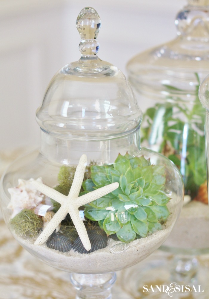 Shells and Succulents