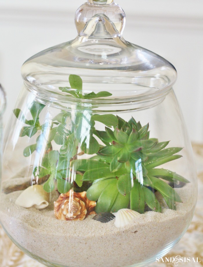 Succulents in Apothecary Jars
