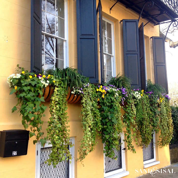 Charleston - Flowering Window Boxes