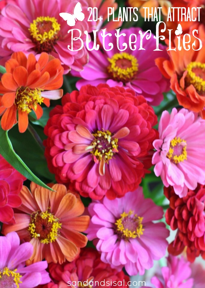 20+ Plants that Attract Butterflies - Sand and Sisal 20+ Plants that Attract Butterflies - Sand and Sisal