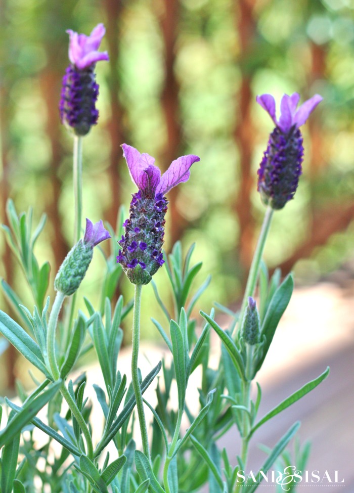 20+ Plants that Attract Butterflies - Sand and Sisal