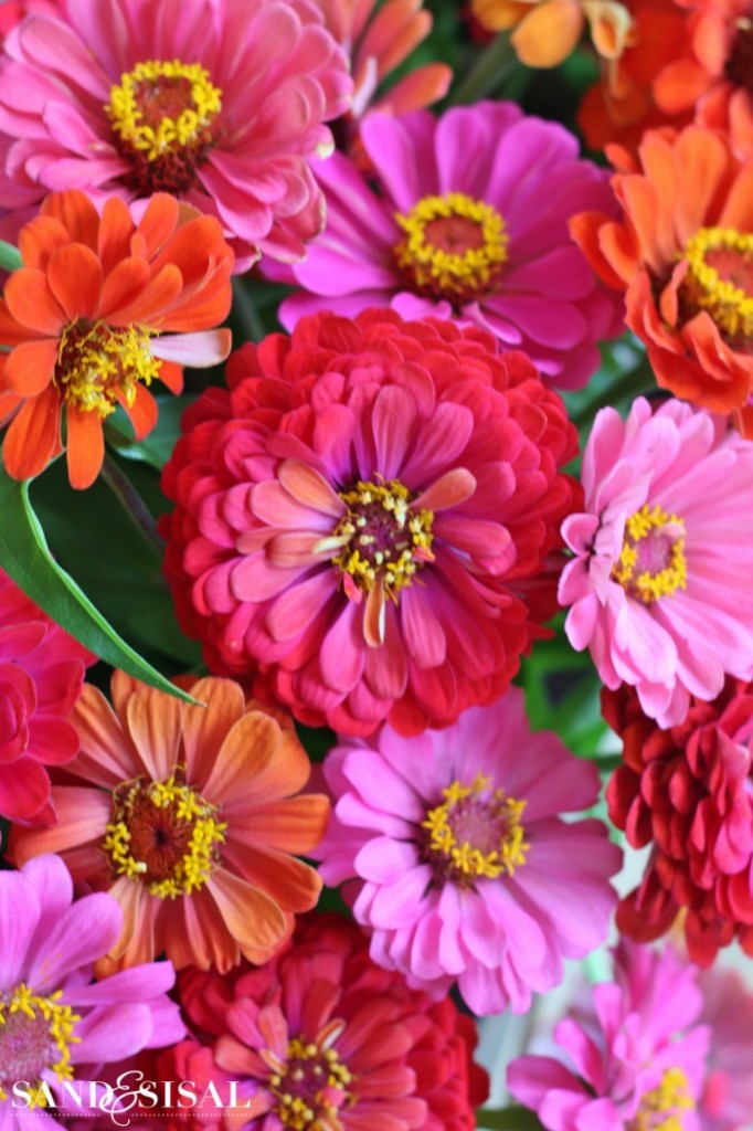 Plants that attract butterflies -zinnias