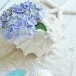 Hydrangeas and shells