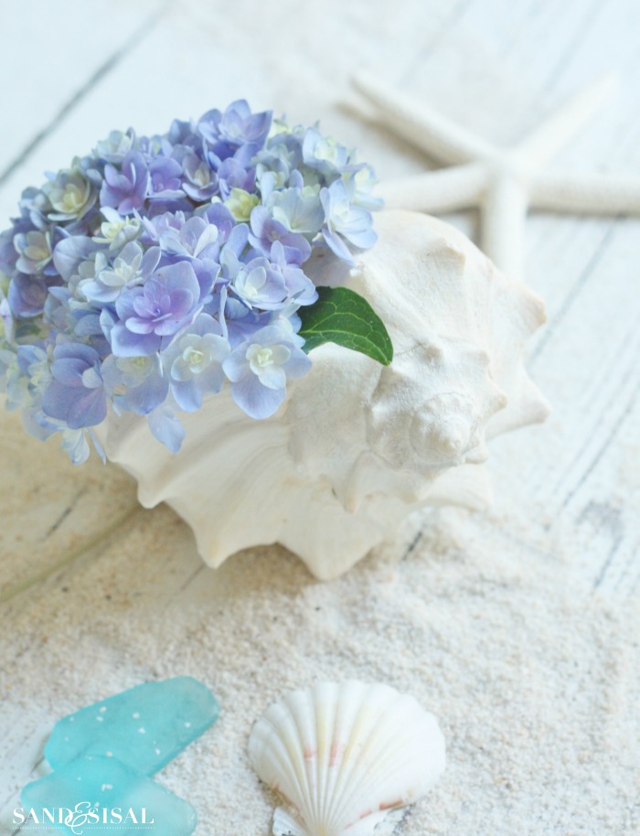 Hydrangeas and shells