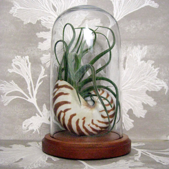 Airplant in Nautilus shell