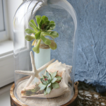 Coastal Cloche Ideas - Shells and succulents