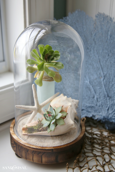 Coastal Cloche Ideas - Shells and succulents