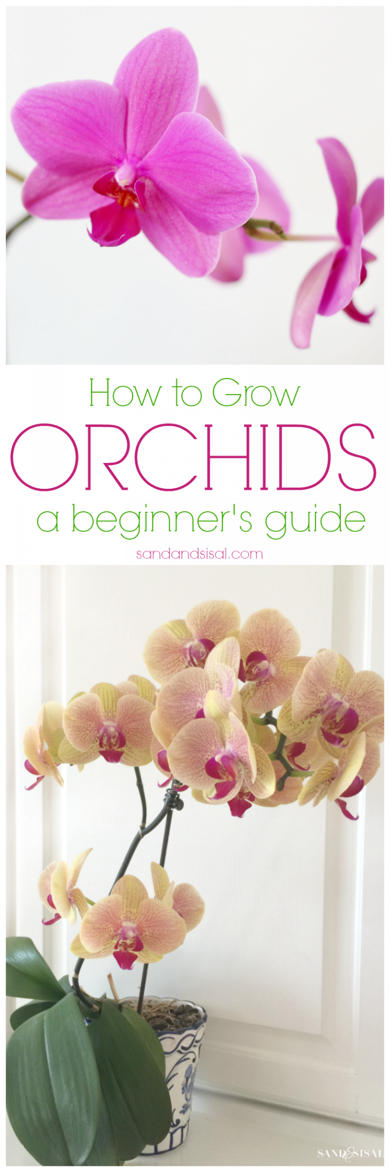 How to Grow Orchids a Beginner's Guide Sand and Sisal
