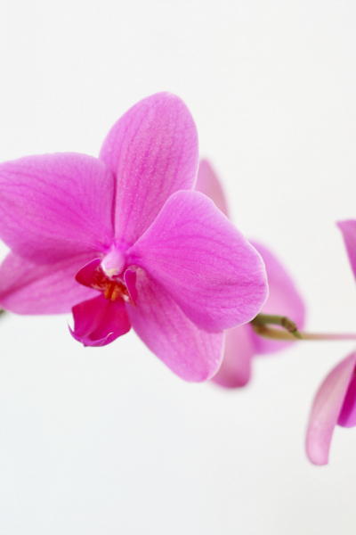 How to Grow Orchids - for Beginners