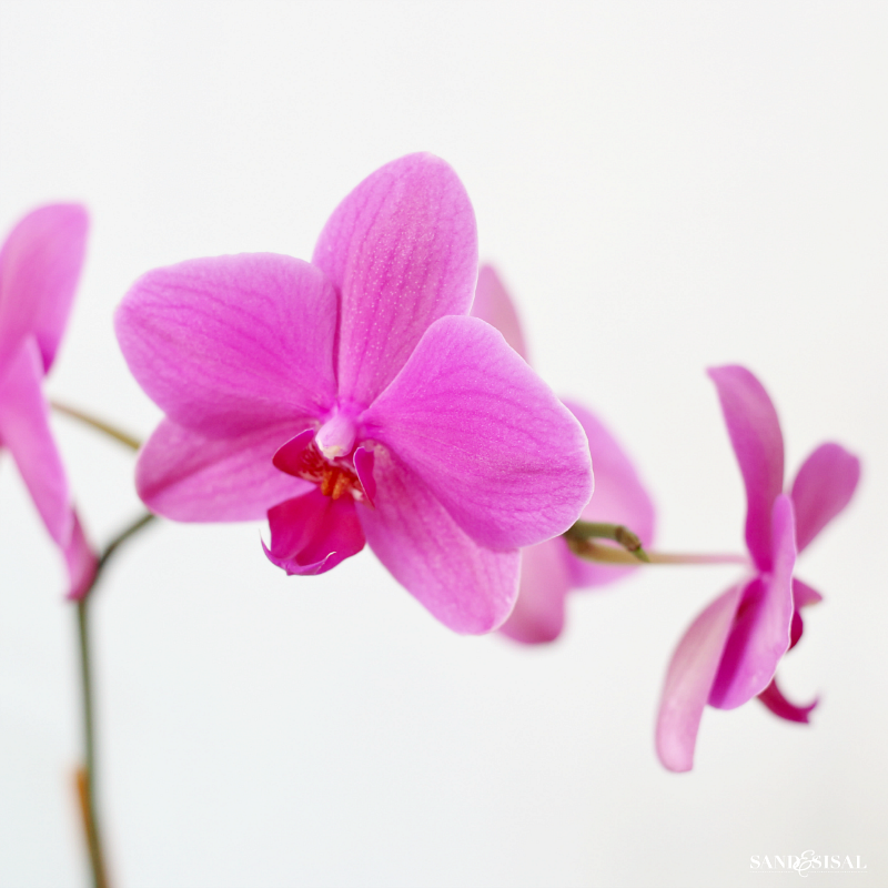Orchids are actually EASY to grow and are so rewarding with blooms that can last for months! Once you read these easy tips, How to Grow Orchids - a beginner's guide, you will be hooked on orchids forever!