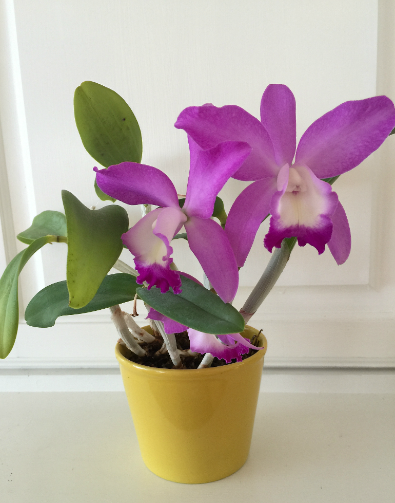 Purple Orchid - Orchids are actually EASY to grow and are so rewarding with blooms that can last for months! Once you read these easy tips, How to Grow Orchids - a beginner's guide, you will be hooked on orchids forever!