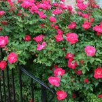 Hot Pink Knock Out Roses