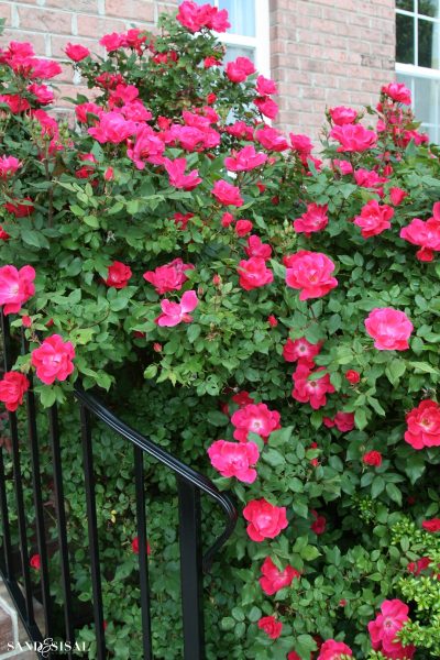 Hot Pink Knock Out Roses