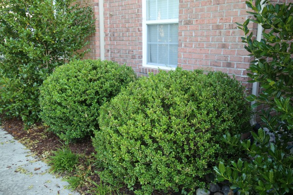 trimmed boxwood