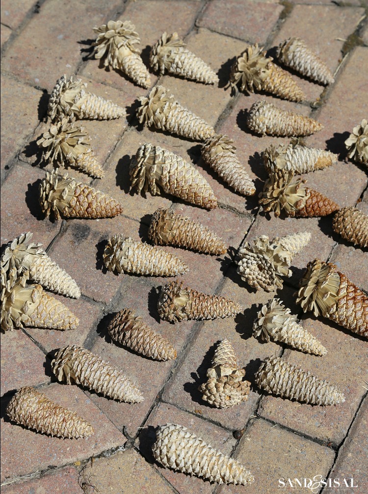 how-to-bleach-pinecones