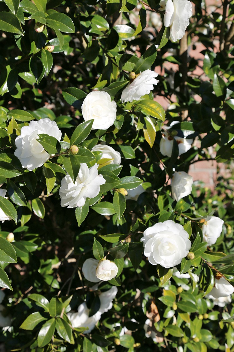 autumn-moon-camellia - fall blooming camellias