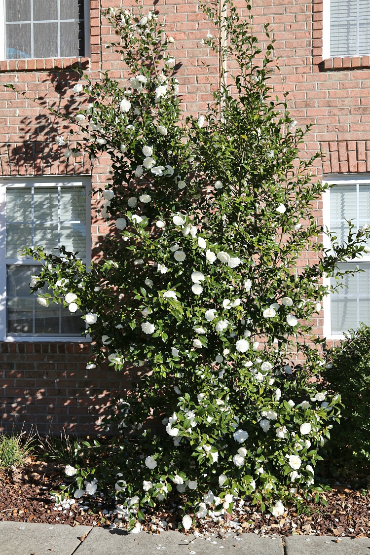 Fabulous Fall Blooming Camellias - Sand and Sisal